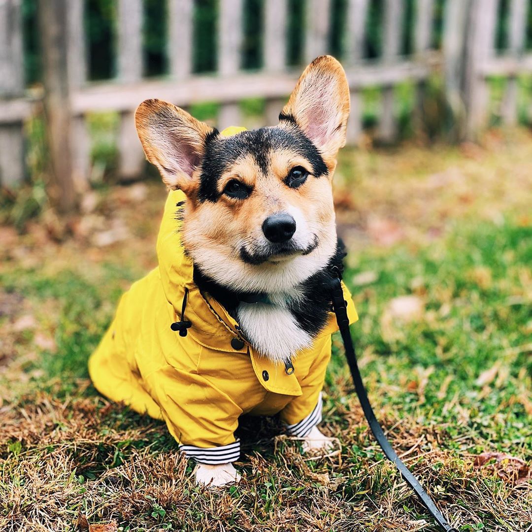 Outdoor Sport Coat - Su geçirmez Pet Köpek Ceket Küçük