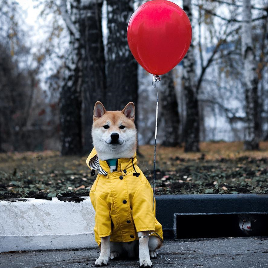 Su geçirmez Pet Köpek Ceket Kü - Outdoor Sport Coat incelemesi ve fiyatı