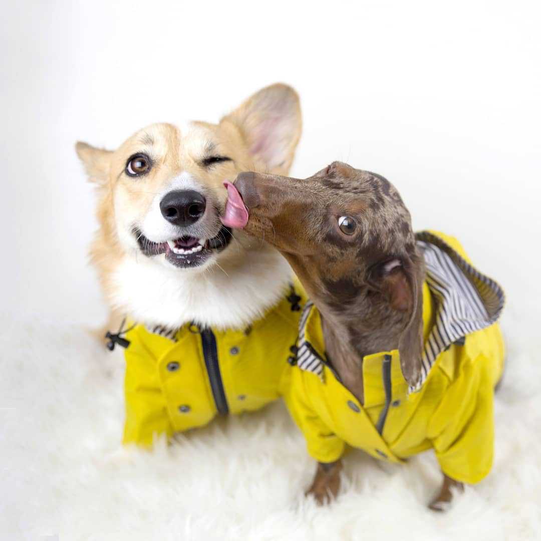 Su geçirmez Pet Köpek Ceket Kü - Outdoor Sport Coat incelemesi ve fiyatı
